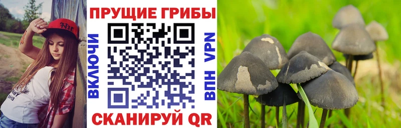 Купить Верхоянск Псилоцибиновые грибы мухоморы